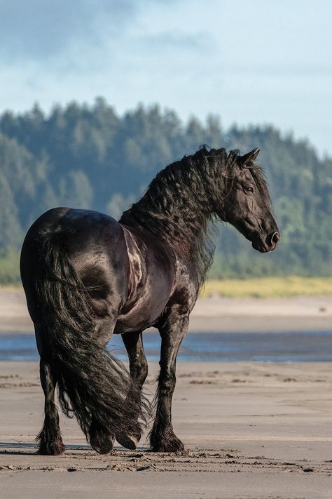 Black Friesian Horse, Friesian Horses, Friesian Horse Riding, Frisian Horse, Fresian Horses, Beautiful Horse, Friesian Horse Aesthetic, Friesian Horse Art, Horse Friesian