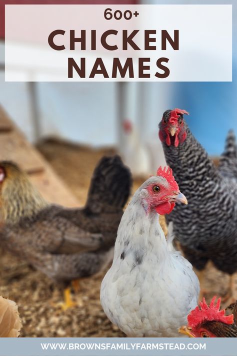 White Chicken Silkie Chicken Names, Chicken Names Funny, Hen Names, Cute Chicken Names, Themed Names, Random Names, Backyard Homestead, Disney Names, Homer And Marge