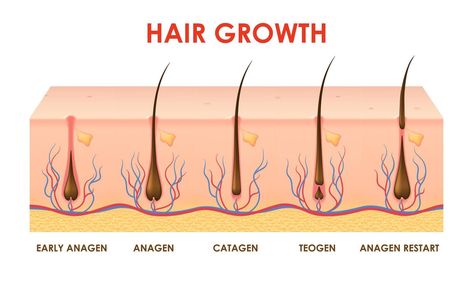 Hair growth cycle, follicles phase in human scalp Hair Cycle, Hair Biology, Thick Hair Growth, Hair Growth Cycle, Eyebrow Growth, Scalp Health, Logo Banners, Heart With Arrow, Marketing Design