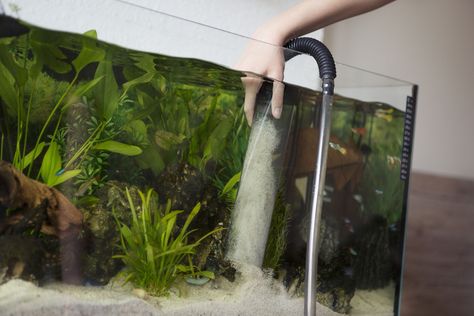 Learn how to keep your aquarium sand clean for the health of your fishes' tank, including a step-by-step guide on the easiest way to clean aquarium sand. Aquarium Sand, Tropical Fish Tanks, Underwater Caves, Aquarium Gravel, Water Issues, Cleaning Fish, Aquarium Setup, Home Aquarium, Fish Stock