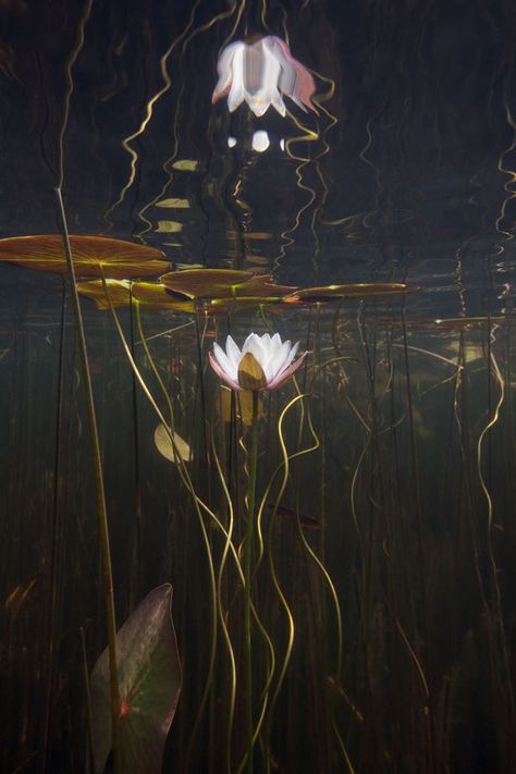 William Scully (American, b. 1967, based Boston, MA, USA) - 1: Water Lily Study No. 18  2: Water Lily Study No. 20, Underwater... Underwater Art, Water Lilly, A Pond, Foto Art, Underwater Photography, Water Lily, Nature Aesthetic, Water Lilies, Lily Pads