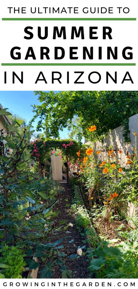 Gardening In Arizona, Arizona Plants, Arizona Backyard, Arizona Gardening, Summer Gardening, How To Garden, Arizona Landscape, Summer Backyard, Desert Garden