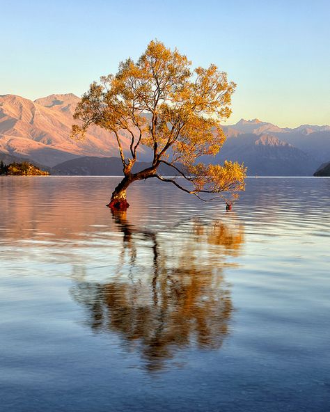 Nz Landscape, Wanaka Tree, Famous Trees, Queens Wallpaper, New Zealand Landscape, Nature Of God, New Zealand Art, Watercolour Inspiration, Tree Drawing