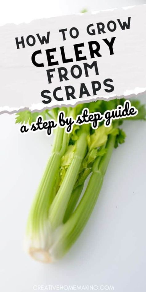 Grow Celery From Scraps, How To Grow Celery From Stalk Indoors, Celery Growing From Stalk, How To Grow Celery From Scraps, Grow Celery From Stalk Indoors, Growing Celery From Stalk, Growing Celery From Scraps, How To Grow Celery From Stalk, Grow Celery From Stalk