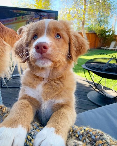 Most Beautiful Dog Breeds, Nova Scotia Duck Tolling Retriever, Really Cute Puppies, Really Cute Dogs, Cute Dog Pictures, Puppy Photos, Cute Funny Dogs, Puppy Pictures, June 1