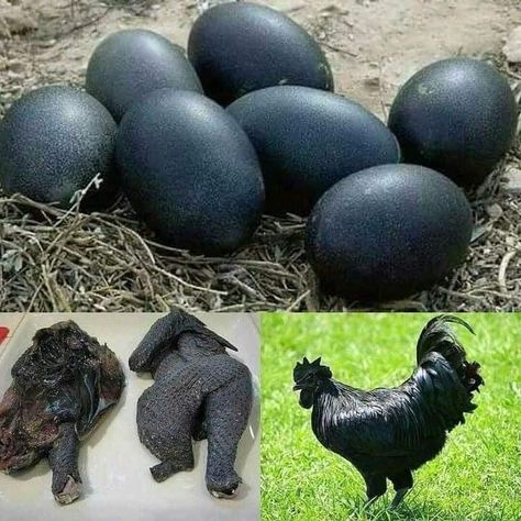 Ayam Cemani Chicken, Cemani Chicken, Ayam Cemani, Christmas Cactus Care, Black Chicken, Fancy Chickens, Black Chickens, Java Island, Livestock Farming