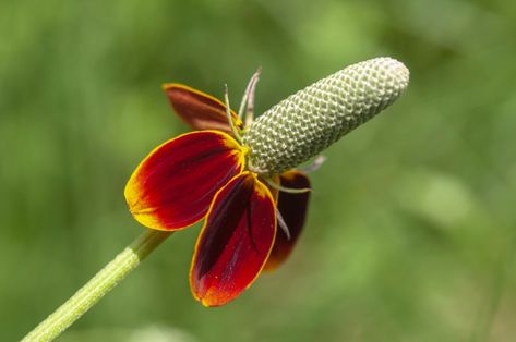 Mexican Hat Flower, Prairie Coneflower, Mexican Hat Plant, Mexican Hats, Xeriscape Landscaping, Long Vase, Hat Flower, Mexican Hat, Wildflower Garden