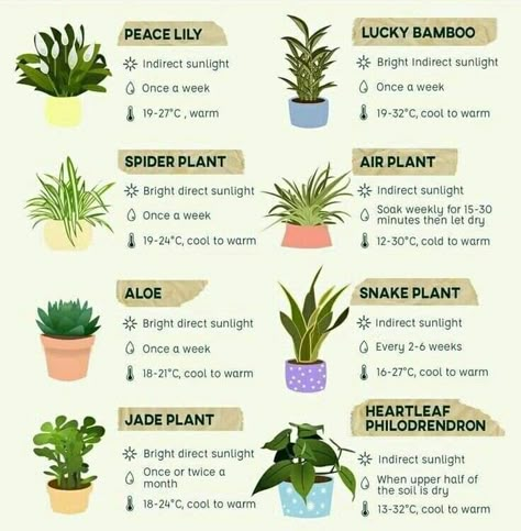 Jade Succulent Plant Care, Jade Plant Care, Easy House Plants, Household Plants, Plant Care Houseplant, Plant Parent, Inside Plants, Growing Plants Indoors, Indoor Plant Care