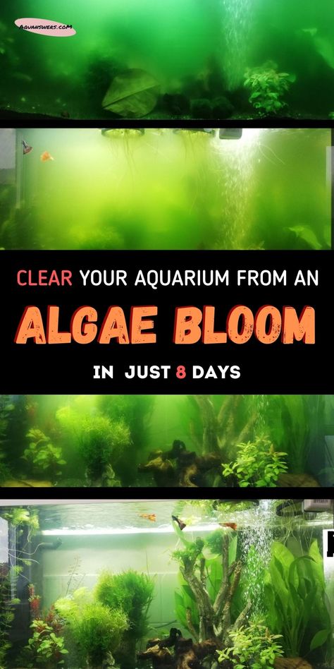 Get rid of the green water in your aquarium within DAYS with these 7 methods! Your fish tank should not look like a pea soup and you should be able to see your pets! Method #1 can clear the water from an algae bloom in just about a week with no added effort on your side. Self Cleaning Fish Tank, Green Aquarium, Algae Bloom, Fish Tank Gravel, Aquarium Algae, Aquarium Maintenance, Pet Water Bowl, Tropical Fish Tanks, Live Aquarium Plants