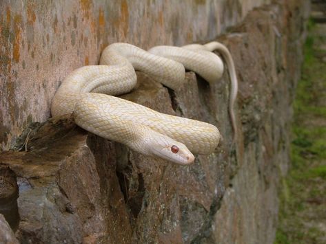 The Iwakuni white snake has ruby red eyes and is covered in lustrous white scales all over its body. It is a natural mutation found in thr area. In Japan, the shirohebi (white snake) has been considered sacred since antiquity, long before the emergence of a hard rock band with a similar name. White snakes are believed to be messengers of Benzaiten, bringers of fortune, or water deities, depending on the region. White Snakes, White Scales, White Snake, Red Eyes, Ruby Red, Snakes, Rock Band, Scales, Hard Rock