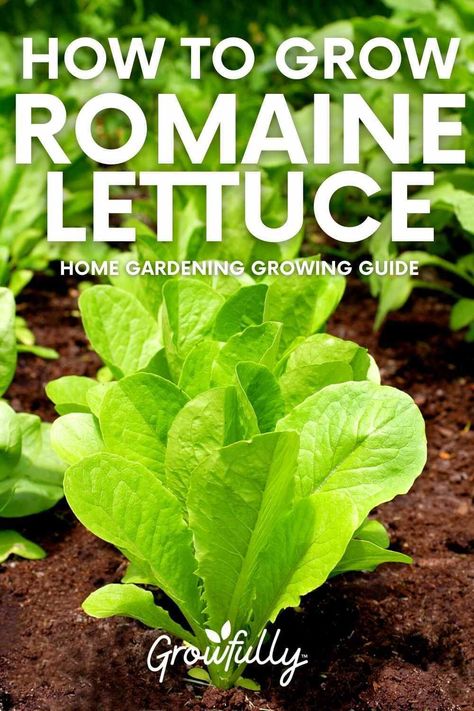 Fresh romaine lettuce is a tasty, crunchy vegetable that also happens to be very easy to grow. Follow this guide to learn about growing romaine lettuce. Romaine Lettuce Growing, How To Grow Lettuce, Planting Lettuce, Grow Lettuce, Types Of Lettuce, Indoor Vegetables, Growing Lettuce, Succession Planting, Backyard Vegetable Gardens