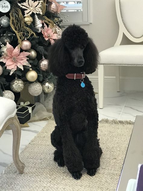 Standard Poodle Cuts, Standard Poodle Haircuts, Poodle Haircuts, Poodle Haircut Styles, Black Standard Poodle, Black Labradoodle, Poodle Hair, Poodle Haircut, Poddle