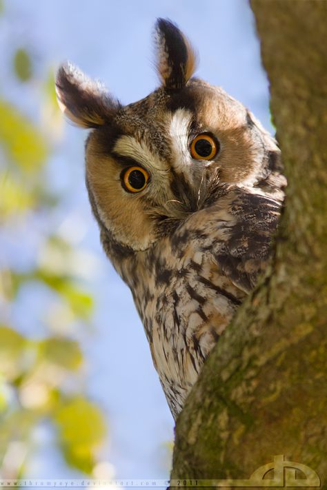 ~~Here's Looking at You ~ Long Eared Owl (Asio otus) by ~thrumyeye~~ Wild Owl, Owl Species, Awesome Owls, Beautiful Owls, Long Eared Owl, Wise Old Owl, Funny Owls, Screech Owl, Owl Photos