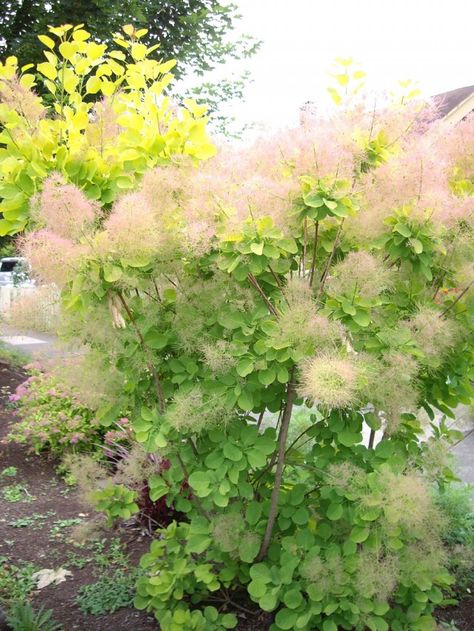 Cotinus Coggygria, Small Yard Landscaping, Sloped Garden, Garden Shrubs, Cut Flower Garden, Garden Landscape Design, Unique Plants, Foliage Plants, Garden Structures