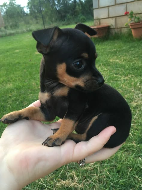 Chiweenie Puppies, Cutest Animals On Earth, Cute Small Dogs, Puppy Mom, Dog Breeds List, Mini Dog, Super Cute Puppies, Cute Animals Puppies, Very Cute Dogs