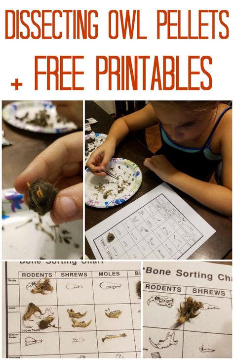 Owl Pellets Printable, Owl Study, Owl Pellet, Forest Preschool, Owl Activities, Owl Pellets, Biology Projects, North American Birds, Summer Science