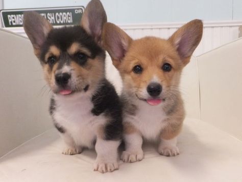 I took that "What kind of dog are you?" test on line - and I was a corgi.  But I know I am not even CLOSE to being THIS cute! :) Puppy And Cat, Corgi Puppies For Sale, Cute Corgi Puppy, Pembroke Welsh Corgi Puppies, Corgi Puppies, Welsh Corgi Puppies, Corgi Puppy, Cute Corgi, Pembroke Welsh Corgi