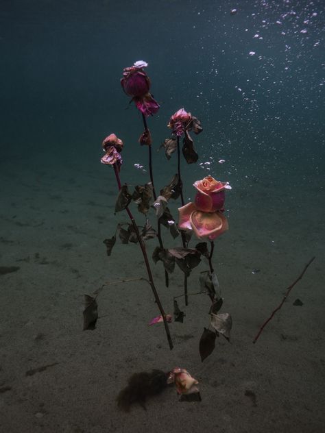 Ocean Portrait Photography, Flowers Floating In Water, Flowers Underwater, Floating In The Ocean, Floral Photoshoot, Flowers In Water, Underwater Flowers, Ocean Flowers, Persona 2