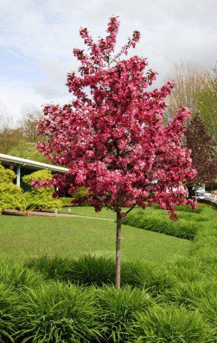 Crabapple 'Royal Raindrops' - dark bronze to purple leaves and hot pink flowers. Leaves turn bright red in fall. Flowering Crabapple Tree, Flowering Crabapple, Pink Flowering Trees, Front Yard Plants, Pink Spring Flowers, Crabapple Tree, Plant Guide, Ornamental Trees, Pink Trees