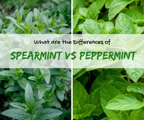 Are you wondering about the differences of spearmint vs peppermint? Get to know more information about these two mint plants by reading this post. Types Of Mint Plants, Mint Plant Care, Beds Wood, Mint Garden, Growing Mint, Peppermint Plants, Snake Plant Care, Eco Garden, Types Of Herbs