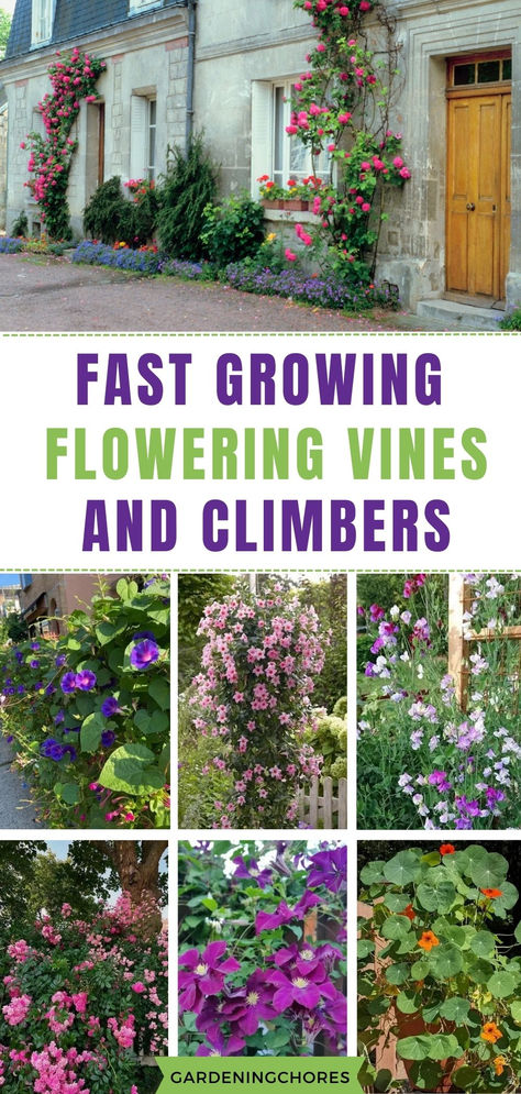 Unlock the Beauty: Why Flowering Vines Are Essential for Your Garden Oasis! 🌸🌿 Vine Growing Plants Trellis, Vine Growing On Wall, Garden Vines Ideas, Crawling Flowers Outdoor, Lattice Climbing Plants, Flower Garden By Fence, Vine Climbing Ideas, Fast Growing Plants Outdoor, Growing Vines On Fence