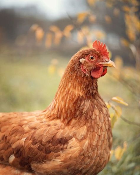 Homestead Photography, Chicken Pecking, Backyard Flowers Garden, Pecking Order, Harvest Farm, Beautiful Chickens, Backyard Flocks, Animal Study, Chicken Art