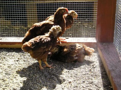 Ideas for flooring in the chicken run. Sand seems to be the top/best idea Chicken Run Flooring Bedding, Coop Floor Ideas, Chicken Run Flooring Ideas, Chicken Run Floor, Chicken Run Flooring, Ideas For Flooring, Chicken Coop Bedding, Quail Coop, African Lovebirds