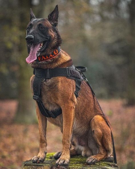 German Malinois, Belgium Shepherd, Belgian Dog, Personal Protection Dog, Belgian Malinois Puppies, Belgium Malinois, Ridgeback Dog, Puppy Checklist, Rhodesian Ridgeback Dog