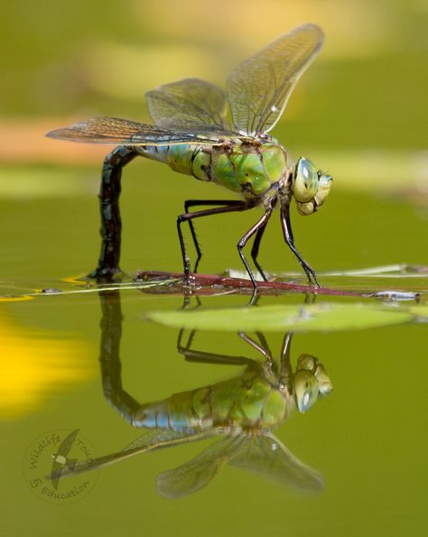 Emperor Dragonfly Blue Damselfly, Dragonfly Wing Close Up, Dragonfly Close Up, Emperor Dragonfly, Dragonfly Photos, Insect Species, Real Dragonfly Photos, Dragon Images, Dragonfly Dreams