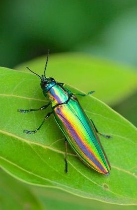 Jewel Beetle in the Buprestidae Family from China, Japan, Thailand and Myanmar Beetle Species, Jewel Beetle, Beetle Art, Levitation Photography, Cool Bugs, Beautiful Bugs, Creepy Crawlies, Arthropods, Insect Art