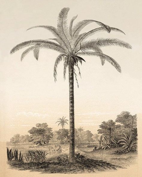 Palm tree art print antique Botanical Art Prints Home Decor Wall Art Victorian art print Sepia art print Vintage prints antique wall art | acrylic painting food
, kitchen artwork painting
, kitchen artwork painting
, acrylic painting kitchen art
, oil painting food
, kitchen paintings art wall decor
, kitchen paintings art wall decor bohemian
, fruit wall art
, fruit art print
, fruit painting prints
, abstract fruit painting
, fruit canvas painting Vintage Palm Tree Illustration, Rustic Lounge, Palm Tree Drawing, Sepia Art, Antique Wall Art, Movie Subtitles, Wabi Sabi Art, Palm Tree Art, Tropical Wall Art