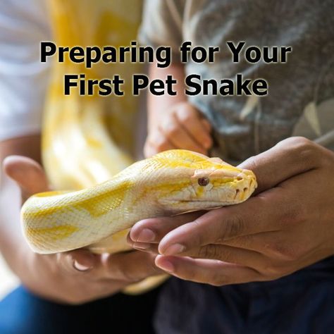 Ball Python Care, Snake Cages, Pet Snakes, Reptile Care, Reptile Room, Corn Snake, Reptile Cage, Reptile Enclosure, Cute Snake