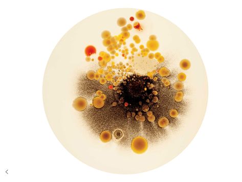 Anicka Yi, Pioneer Plaque, Growth And Decay, Petri Dishes, Slime Mould, Bio Art, Petri Dish, Keramik Design, Science Art