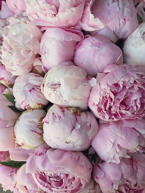 Sarah Bernhardt Peony, Sara Bernhardt, Peony Sarah Bernhardt, Sarah Bernhardt, Flower Farming, Flower Identification, 2024 Goals, Flower Collage, Peony Flowers