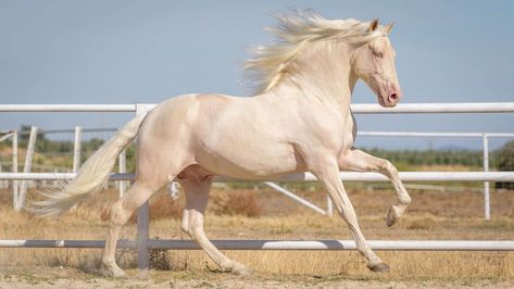 Cremello Horses - Everything You Need to Know - Seriously Equestrian Galarian Rapidash, Cremello Horse, Iberian Horse, Horse Colours, Horse Custom, Horse Coat Colors, Dragon Queen, Horse Mane, Horse Colors