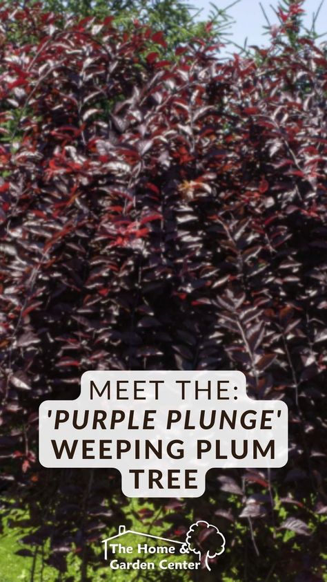 This Weeping Ornamental Plum Tree Checks All The Boxes... Plum Yew Landscape, Ornamental Plum Tree, Purple Plum Tree, Weeping Lilac Tree, June Plum Tree, Java Plum Tree, Crimson Pointe Flowering Plum, Plum Gorgeous Plant, Lovely Landscapes