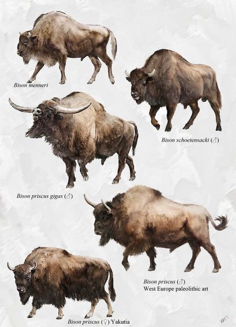 Some Pleistocene Bisons of Eurasia (Art by Velizar Simeonovski). : pleistocene Zombie Monkey, Stone Age Animals, Animal Evolution, Prehistoric Fauna, Greyhound Statues, Animal Poses, Prehistoric Mammals, Ancient Creatures, Buffalo Animal