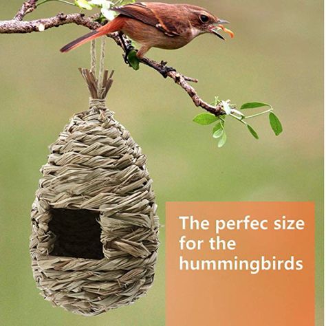 Finch Bird House, Kilts For Men, Hummingbird House, Hanging Rattan, Finches Bird, Outside Decorations, Men In Kilts, How To Attract Hummingbirds, Little Birds