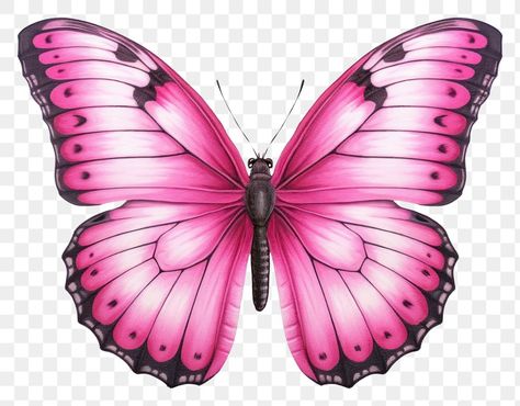 Butterfly Png, Pink Baterflay, Pink Butterfly Printable, Pink Butterfly Wings, Butterfly Pink Print, Beautiful Butterfly Images, Pink Butterfly Transparent Background, Wings Png, Animal Body Parts