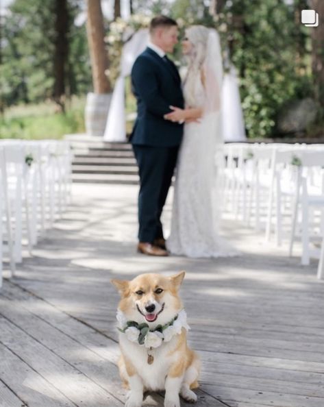 Corgi At Wedding, Corgi Wedding, Ring Bearers, Wedding Pets, Girl Dog, Destination Wedding Venues, Black Hills, Wedding Time, Girl And Dog