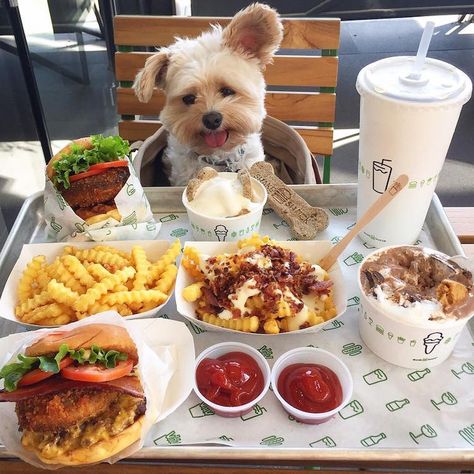 pet friendly restaurants for popeye the stray dog Dog Restaurant, Food Dog, Homeless Dogs, People Food, Dog People, Food Places, Croquettes, Instagram Food, Dog Eating