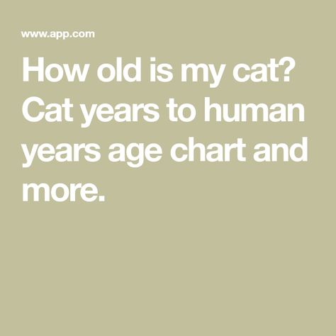 How old is my cat? Cat years to human years age chart and more. Cat To Human Years, Cat Years To Human Years, How Old Is My Cat, Cat Age Chart, Cat Age, Information About Cats, Cat Years, Cat Ages, Tortoise Shell Cat