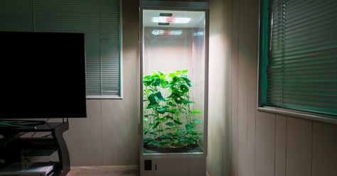 7Sensors Grow Box will automatically care for your plants, from produce to pot | #SmartHome ▷ Smart Farm, Hydroponic Farming, Grow Boxes, Aquaponic Gardening, Indoor Greenhouse, Smart Garden, Hydroponics System, Led Grow, Garden Boxes