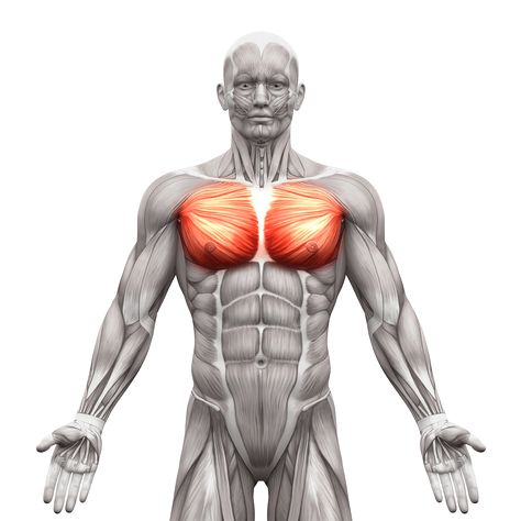 pectoralis-major-muscle Abdominal Muscles Anatomy, Resistance Band Ab Workout, Resistance Band Abs, Chest And Tricep Workout, Ultimate Ab Workout, Rectus Abdominis, Pilates Workout Plan, Sixpack Workout, Oblique Workout