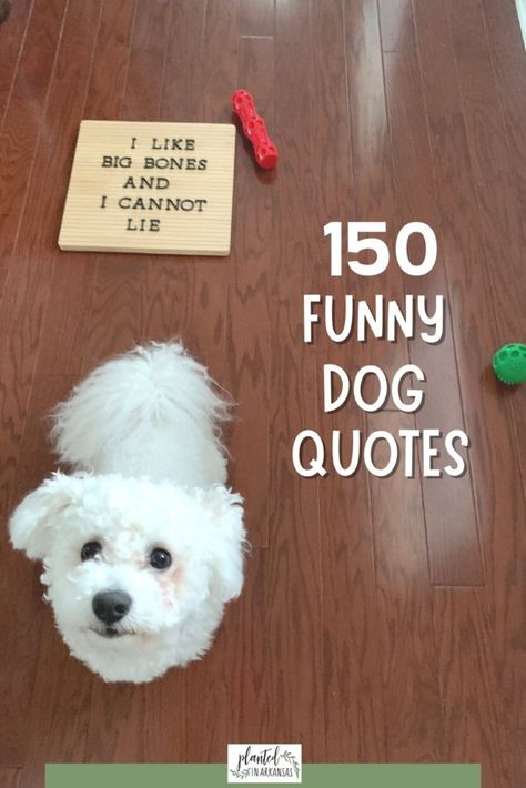 Dog Bath Quotes, Quotes About Dogs Funny, Dog Letter Board Quotes, Letter Board Quotes Dogs, Funny Puppy Quotes, Funny Dog Puns, Dog Letterboard Quotes, Dog Sayings Quotes Funny, Dog Sayings Signs