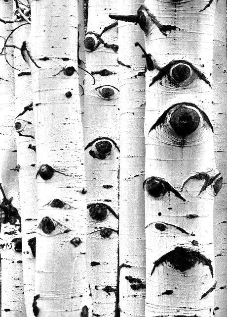 Trees With Eyes, 숲 사진, Black And White Photograph, Aspen Trees, Foto Tips, White Eyes, Tree Bark, Birch Tree, Beautiful Tree