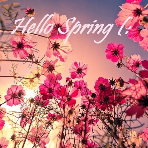 Hello Spring cute spring flowers spring quotes spring pictures hello spring spring images first day of spring Jolie Photo, Of Wallpaper, Love Flowers, Flower Wallpaper, My Flower, Pretty Flowers, Pretty Pictures, Beautiful World, Mother Nature