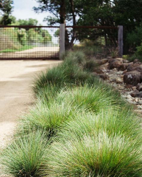 Lining this garden’s entrance is Matt Rush - Lomandra confertifolia ‘Little Con’ — a verdant perennial that makes a great border, striking… Front Garden Landscaping, Front Garden Ideas, Australian Garden Design, Bush Garden, Australian Native Garden, Front Garden Landscape, Driveway Landscaping, Front Garden Design, Australian Plants