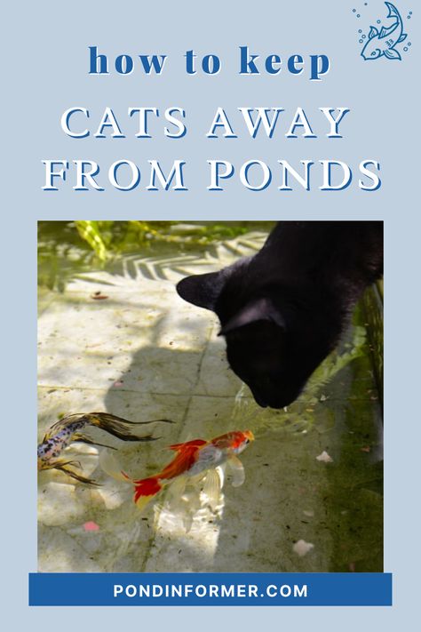 Find out how to keep cats away from ponds with Pond Informer's list of tips and tricks with pictures attached. Dog Safe Plants, Dog Pond, Raised Pond, Pond Netting, Patio Pond, Outdoor Ponds, Cat Proofing, Floating Plants, Garden Design Layout