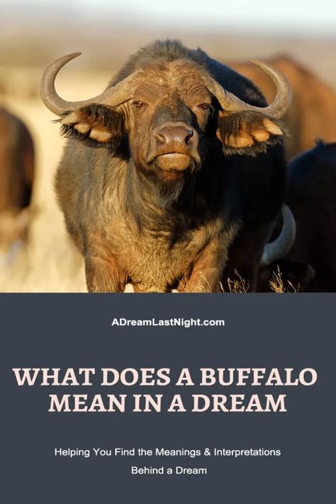 What Does a Buffalo Mean in a Dream? Hidden Meanings to Know Buffalo Meaning, Bible Meaning, Book Of Deuteronomy, Animal Spirit Guides, Something In The Way, Animal Spirit, Hebrew Bible, Dream Symbols, Dream Meanings